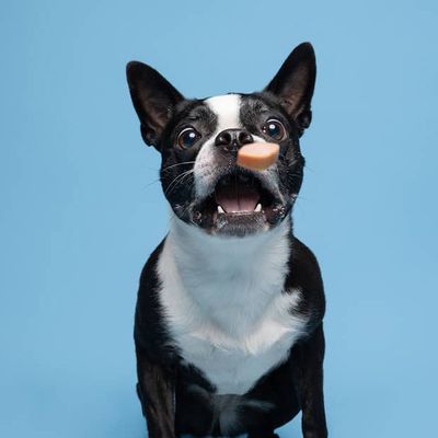 Millie Pedigo – Chief Bone Officer